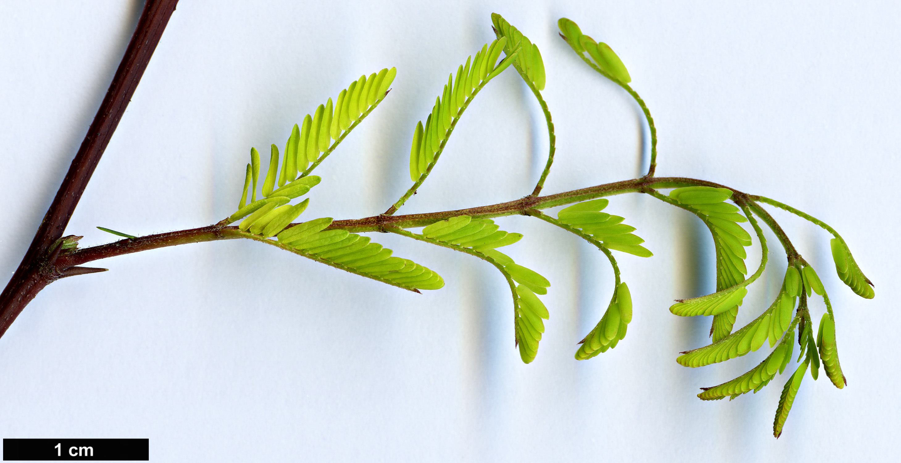 High resolution image: Family: Fabaceae - Genus: Vachellia - Taxon: farnesiana